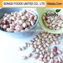 Organic light speckled kidney beans